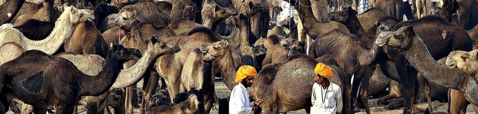 Show_camel
