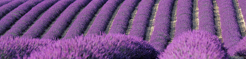 Show_show_show_1400-poi-provence-digne-les-bains-lavender-fields.imgcaweb