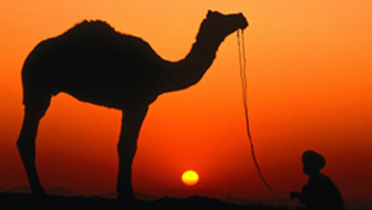 List_stribley-dallas-camel-and-herder-silhouetted-at-sunset-at-camel-fair-pushkar-rajasthan-india